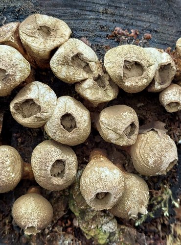 PÝCHAVKA HRUŠKOVITÁ (Lycoperdon pyriforme) FOTO: Marta Knauerová, 2/2024