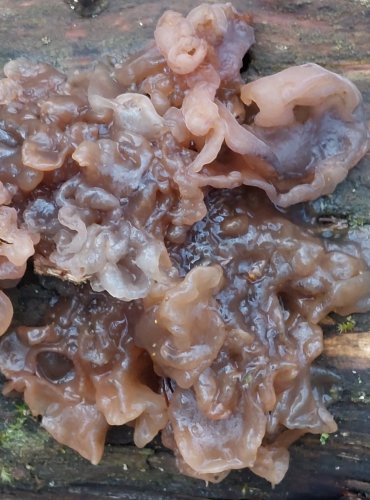ROSOLOVKA LISTOVITÁ (Tremella foliacea) FOTO: Marta Knauerová, 2/2024