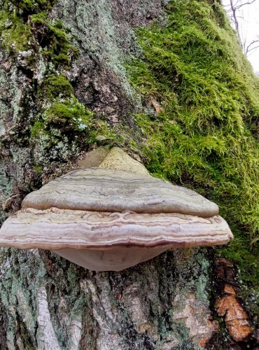 TROUDNATEC KOPYTOVITÝ (Fomes fomentarius) FOTO: Marta Knauerová, 2/2024