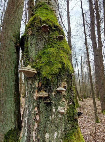 TROUDNATEC KOPYTOVITÝ (Fomes fomentarius) FOTO: Marta Knauerová, 2/2024