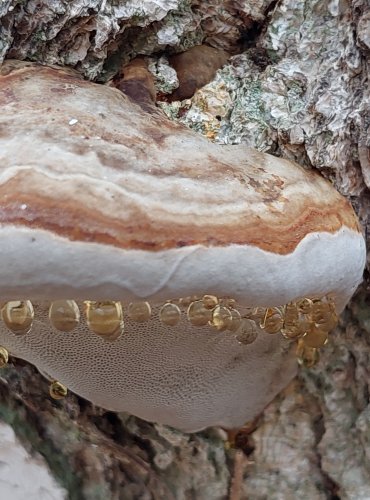 TROUDNATEC KOPYTOVITÝ (Fomes fomentarius) FOTO: Marta Knauerová, 2/2024