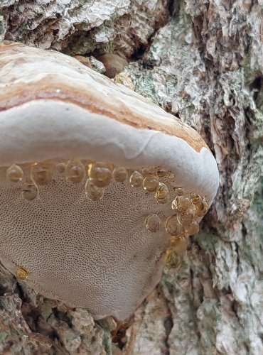 TROUDNATEC KOPYTOVITÝ (Fomes fomentarius) FOTO: Marta Knauerová, 2/2024