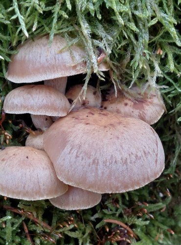 HOUŽEVNATEC PŘIVÁZLÝ (Neolentinus adhaerens) FOTO: Marta Knauerová, 2/2024