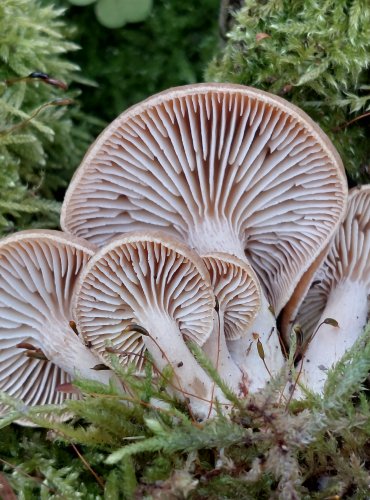 HOUŽEVNATEC PŘIVÁZLÝ (Neolentinus adhaerens) FOTO: Marta Knauerová, 2/2024