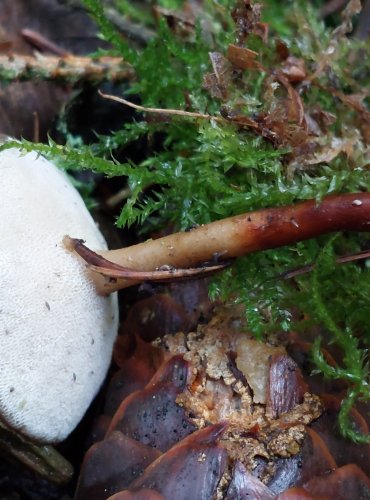CHOROŠ ZIMNÍ (Polyporus brumalis) FOTO: Marta Knauerová, 2/2024