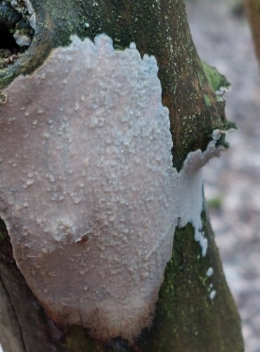 KORNATEC blíže neurčený, FOTO: Marta Knauerová, 2/2024
