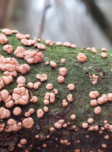 RÁŽOVKA RUMĚLKOVÁ (Nectria cinnabarina) FOTO: Marta Knauerová, 2/2024