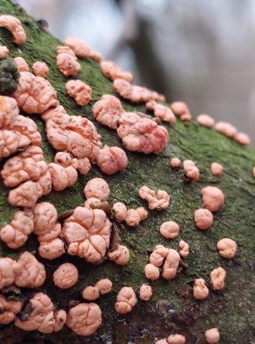 RÁŽOVKA RUMĚLKOVÁ (Nectria cinnabarina) FOTO: Marta Knauerová, 2/2024