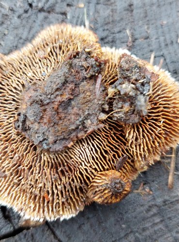 TRÁMOVKA PLOTNÍ (Gloeophyllum sepiarium) FOTO: Marta Knauerová, 2/2024