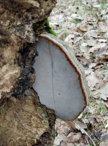 TROUDNATEC KOPYTOVITÝ (Fomes fomentarius) FOTO: Marta Knauerová, 2/2024