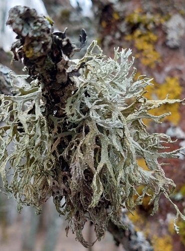 Lišejník z čeledi terčovkovité (Parmeliaceae), blíže neurčený, FOTO: Marta Knauerová, 25.12.2023
