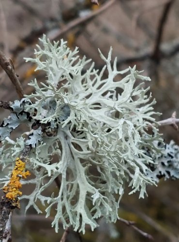 Lišejník z čeledi terčovkovité (Parmeliaceae), blíže neurčený, FOTO: Marta Knauerová, 25.12.2023