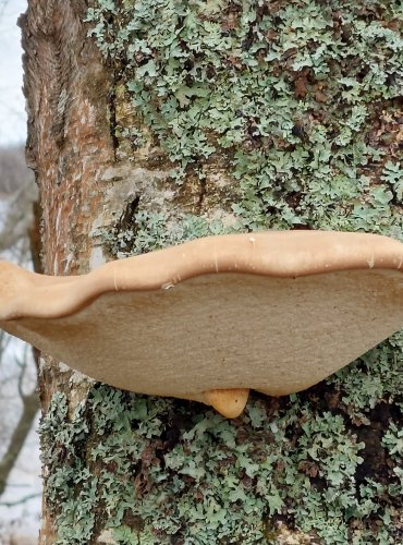 BŘEZOVNÍK OBECNÝ (Piptoporus betulinus) FOTO: Marta Knauerová, 25.12.2023