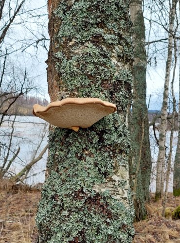 BŘEZOVNÍK OBECNÝ (Piptoporus betulinus) FOTO: Marta Knauerová, 25.12.2023