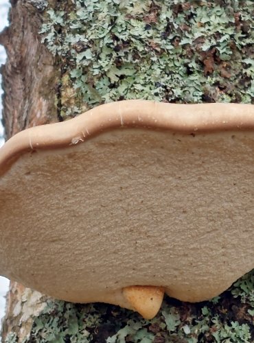 BŘEZOVNÍK OBECNÝ (Piptoporus betulinus) FOTO: Marta Knauerová, 25.12.2023