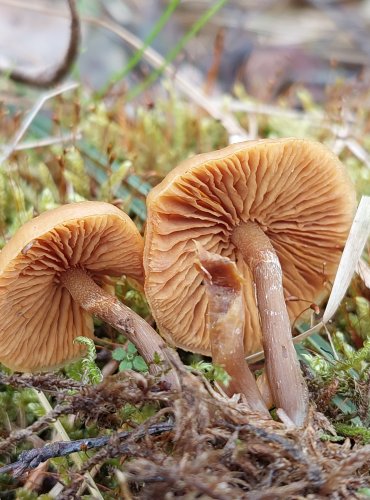 ČEPIČATKA JEHLIČNANOVÁ (Galerina marginata) FOTO: Marta Knauerová, 25.12.2023