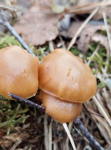 ČEPIČATKA JEHLIČNANOVÁ (Galerina marginata) FOTO: Marta Knauerová, 25.12.2023