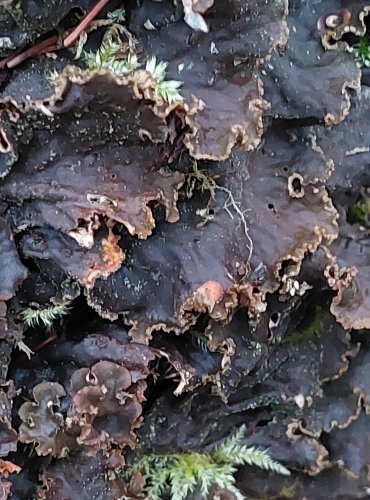 HÁVNATKA (Peltigera), rod lišejníků z čeledi hávnatkovitých, FOTO: Marta Knauerová, 25.12.2023