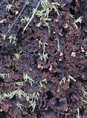 HÁVNATKA (Peltigera), rod lišejníků z čeledi hávnatkovitých, FOTO: Marta Knauerová, 25.12.2023