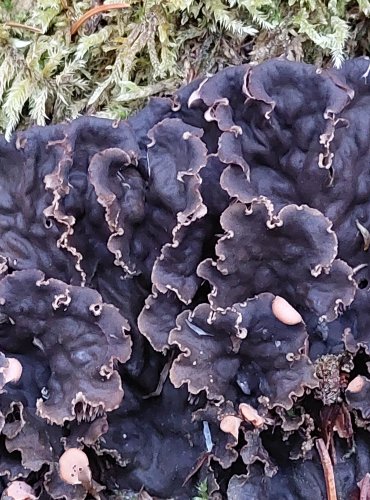 HÁVNATKA (Peltigera), rod lišejníků z čeledi hávnatkovitých, FOTO: Marta Knauerová, 25.12.2023