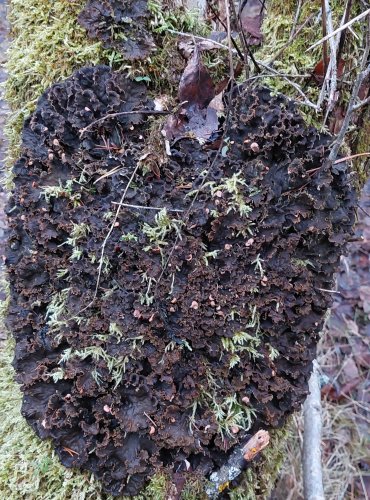 HÁVNATKA (Peltigera), rod lišejníků z čeledi hávnatkovitých, FOTO: Marta Knauerová, 25.12.2023