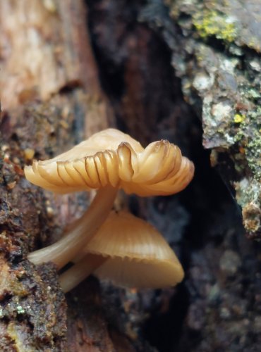 HELMOVKA TUHONOHÁ (Mycena galericulata) FOTO: Marta Knauerová, 25.12.2023