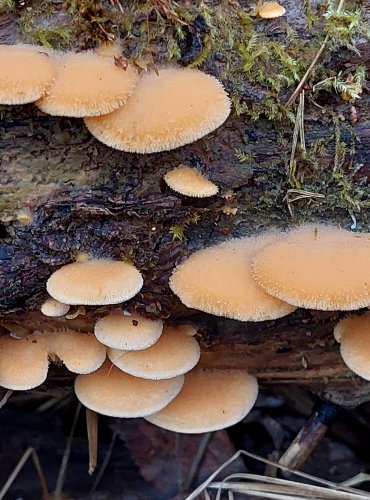 HLÍVA HNÍZDOVITÁ (Phyllotopsis nidulans) FOTO: Marta Knauerová, 25.12.2023