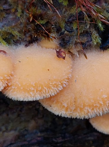 HLÍVA HNÍZDOVITÁ (Phyllotopsis nidulans) FOTO: Marta Knauerová, 25.12.2023