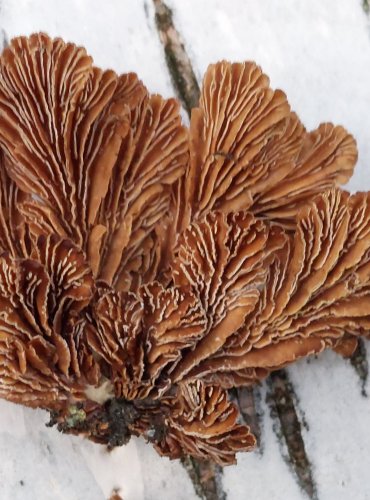 KLANOLÍSTKA OBECNÁ (Schizophyllum commune) FOTO: Marta Knauerová, 25.12.2023