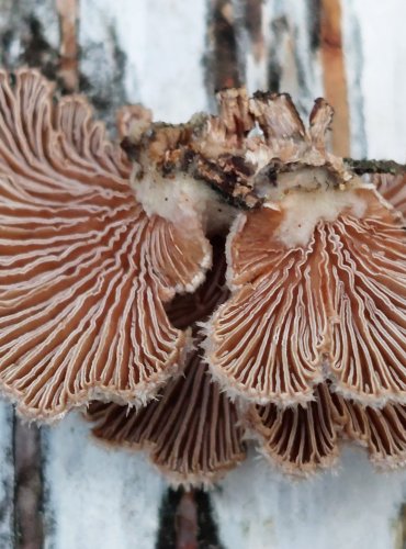 KLANOLÍSTKA OBECNÁ (Schizophyllum commune) FOTO: Marta Knauerová, 25.12.2023