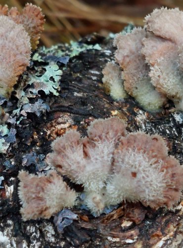 KLANOLÍSTKA OBECNÁ (Schizophyllum commune) FOTO: Marta Knauerová, 25.12.2023