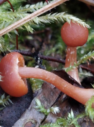 KRŽATKA OTRUBIČNATÁ (Tubaria furfuracea) popř. KRŽATKA VRÁSČITÁ (Tubaria confragosa) FOTO: Marta Knauerová, 25.12.2023