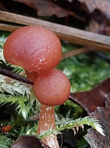 KRŽATKA OTRUBIČNATÁ (Tubaria furfuracea) popř. KRŽATKA VRÁSČITÁ (Tubaria confragosa) FOTO: Marta Knauerová, 25.12.2023