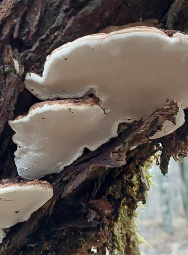 LESKLOKORKA PLOSKÁ (Ganoderma applanatum) FOTO: Marta Knauerová, 25.12.2023