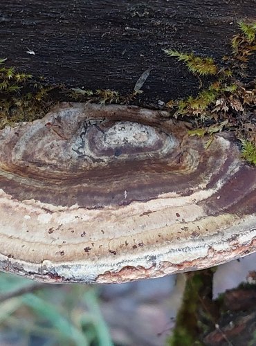 LESKLOKORKA PLOSKÁ (Ganoderma applanatum) FOTO: Marta Knauerová, 25.12.2023
