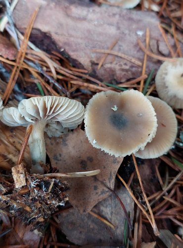 LYSOHLÁVKA z okruhu Psilocybe serbica, FOTO: Marta Knauerová, 25.12.2023