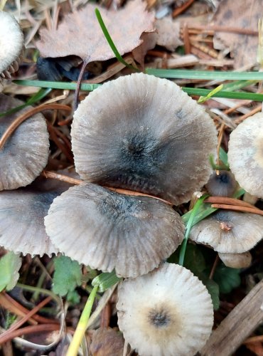 LYSOHLÁVKA z okruhu Psilocybe serbica, FOTO: Marta Knauerová, 25.12.2023