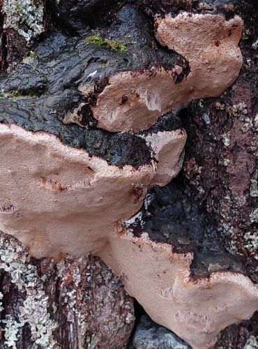 OHŇOVEC OBECNÝ (Phellinus igniarius) FOTO: Marta Knauerová, 25.12.2023
