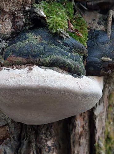 OHŇOVEC OBECNÝ (Phellinus igniarius) FOTO: Marta Knauerová, 25.12.2023