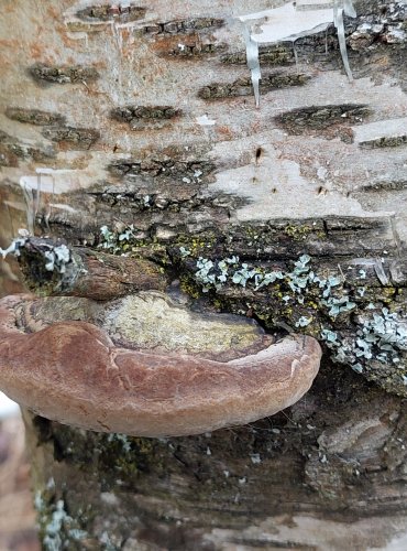 OHŇOVEC OLŠOVÝ (Phellinus alni) FOTO: Marta Knauerová, 25.12.2023