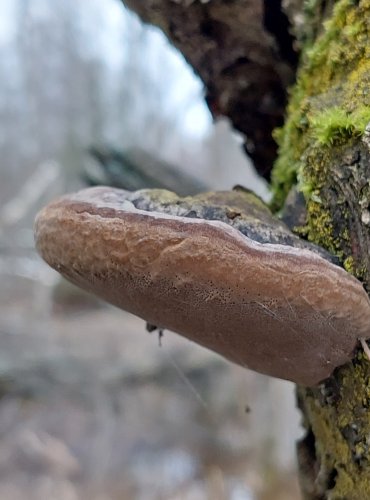 OHŇOVEC OLŠOVÝ (Phellinus alni) FOTO: Marta Knauerová, 25.12.2023