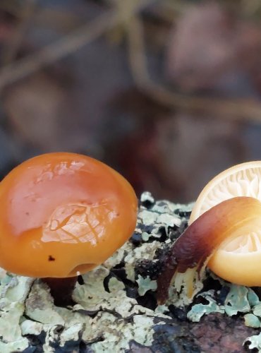 PENÍZOVKA SAMETONOHÁ (Flammulina velutipes) FOTO: Marta Knauerová, 25.12.2023