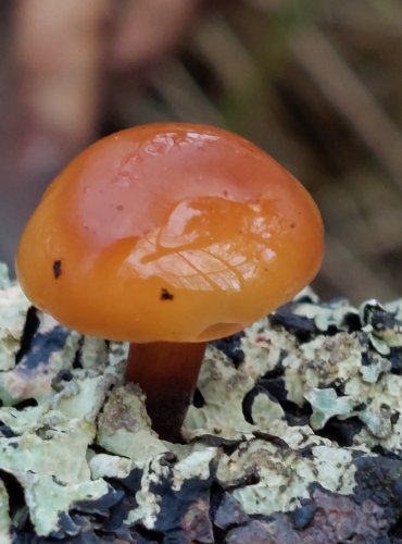 PENÍZOVKA SAMETONOHÁ (Flammulina velutipes) FOTO: Marta Knauerová, 25.12.2023