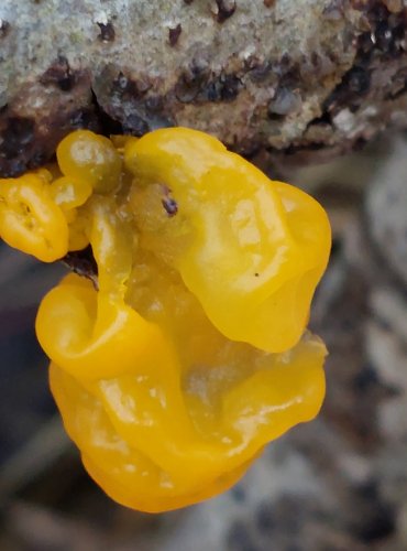 ROSOLOVKA MOZKOVITÁ (Tremella mesenterica) FOTO: Marta Knauerová, 25.12.2023