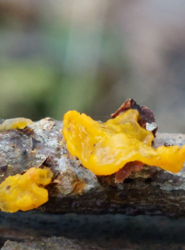 ROSOLOVKA MOZKOVITÁ (Tremella mesenterica) FOTO: Marta Knauerová, 25.12.2023