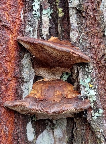 SÍŤKOVEC NAČERVENALÝ (Daedaleopsis confragosa) FOTO: Marta Knauerová, 25.12.2023
