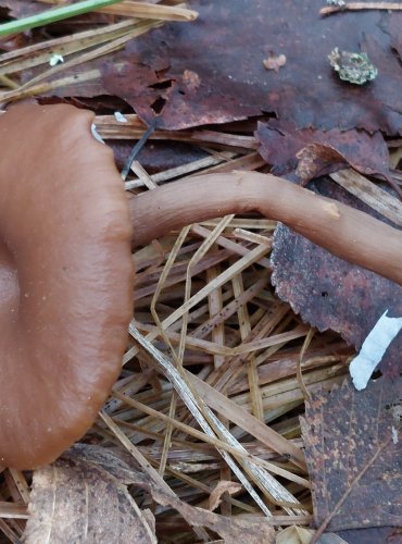 STRMĚLKA ČÍŠKOVITÁ (Pseudoclitocybe cyathiformis) FOTO: Marta Knauerová, 25.12.2023