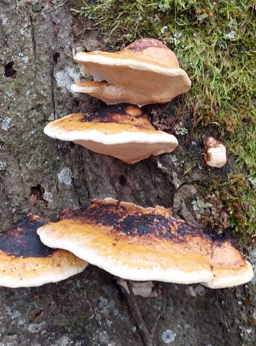 TROUDNATEC PÁSOVANÝ (Fomitopsis pinicola) FOTO: Marta Knauerová, 25.12.2023
