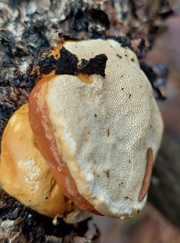 TROUDNATEC PÁSOVANÝ (Fomitopsis pinicola) FOTO: Marta Knauerová, 25.12.2023