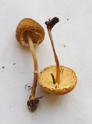 BEDLA NAŽLOUTLÁ (Lepiota magnispora) FOTO: Petr Mužák, 22.-24.9.2017
